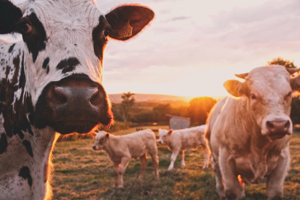Grazing Fields